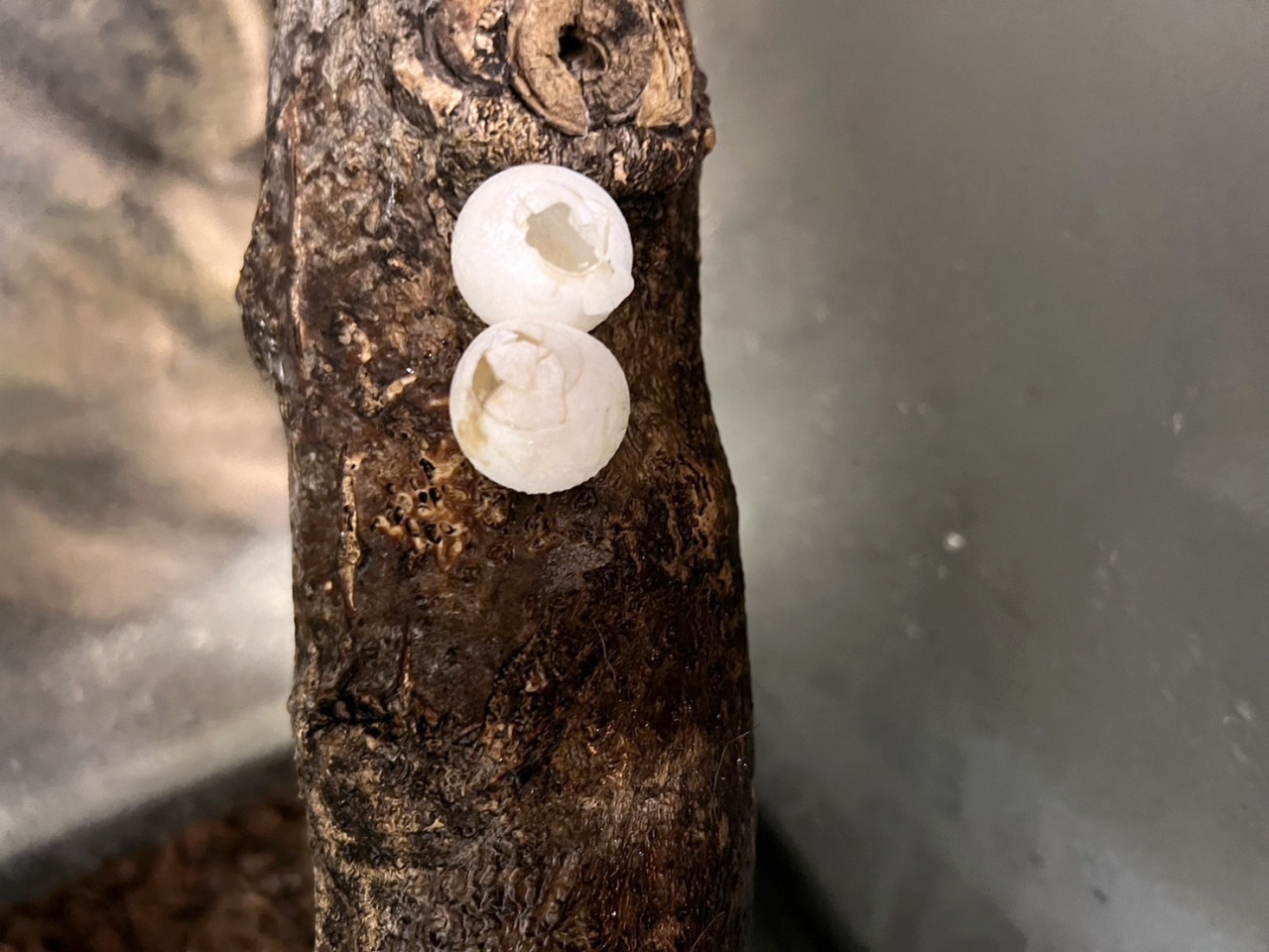 トッケイヤモリ(11)