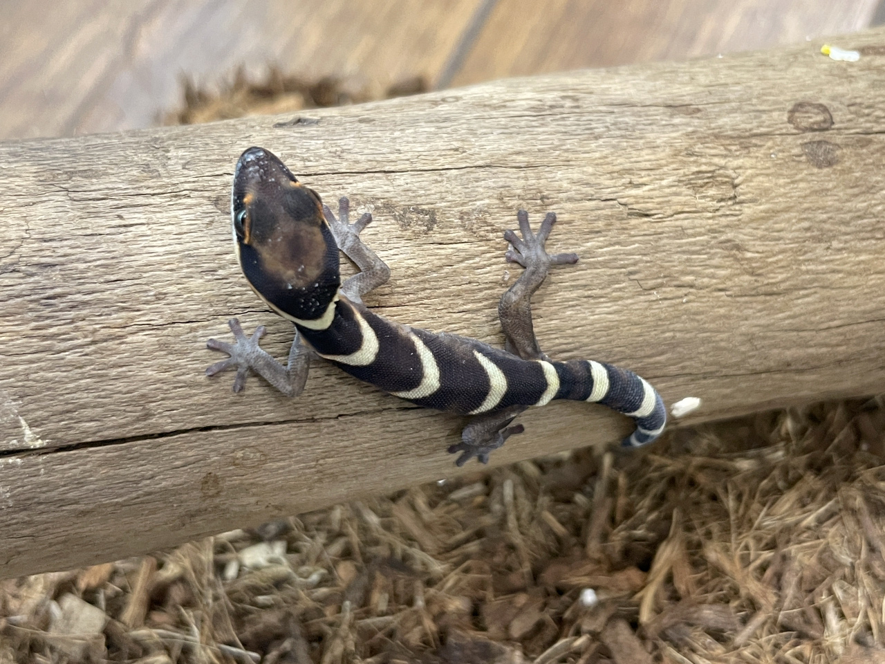 ハスオビビロードヤモリ(3)