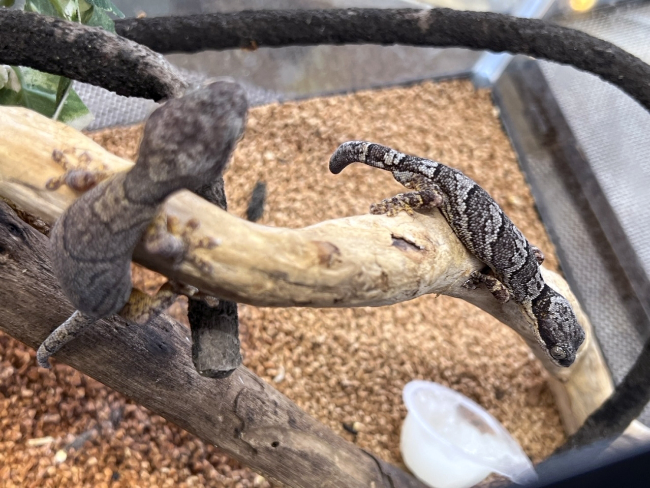 ヒガシアフリカネコツメヤモリ(2)