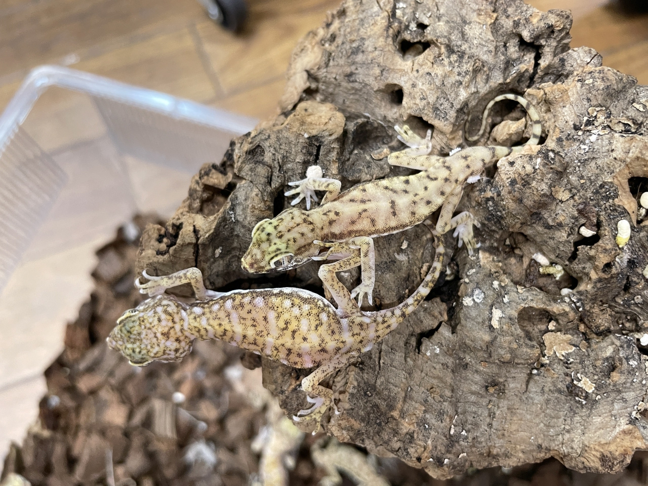 ペトリボウユビヤモリ(7)