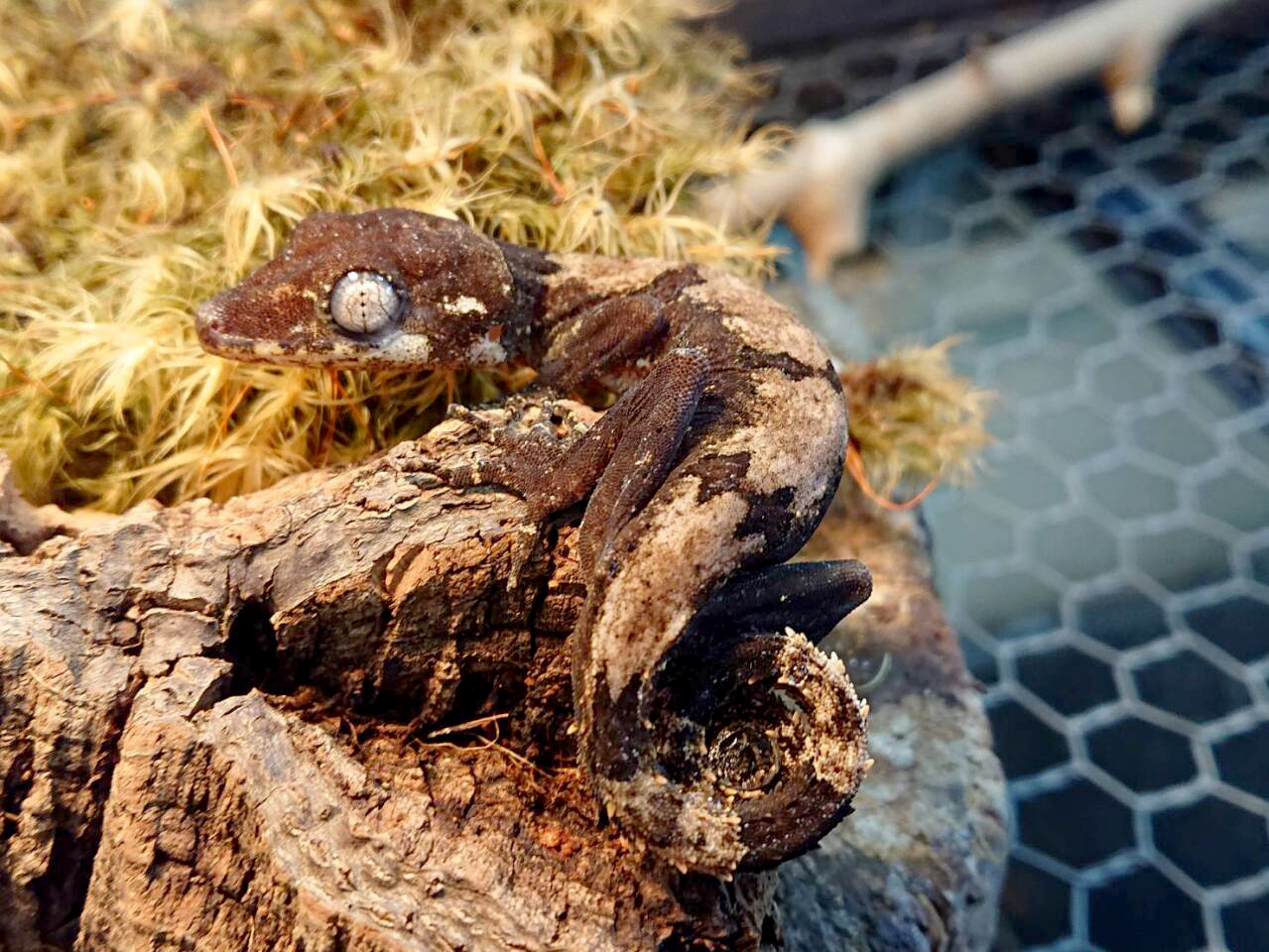 エロークホソユビヤモリ(3)