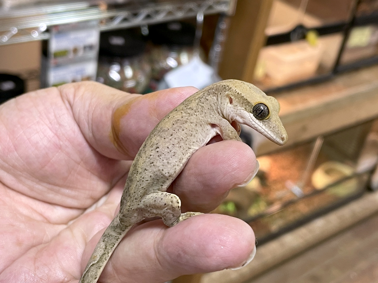 サラシノミカドヤモリ(1)