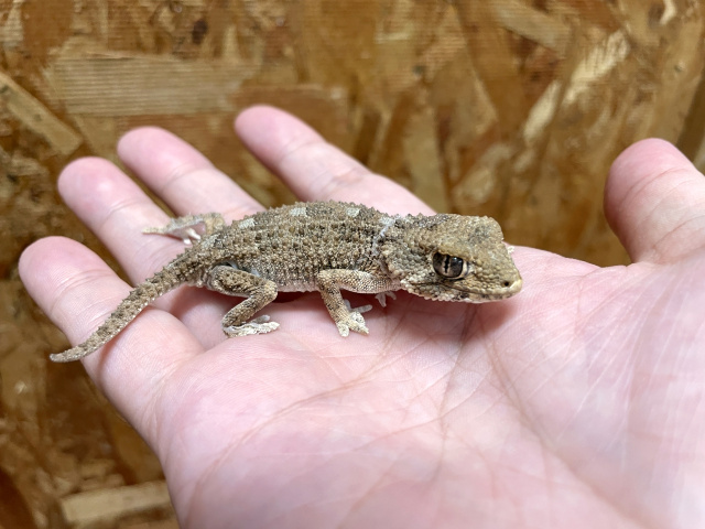 ヘルメットゲッコー