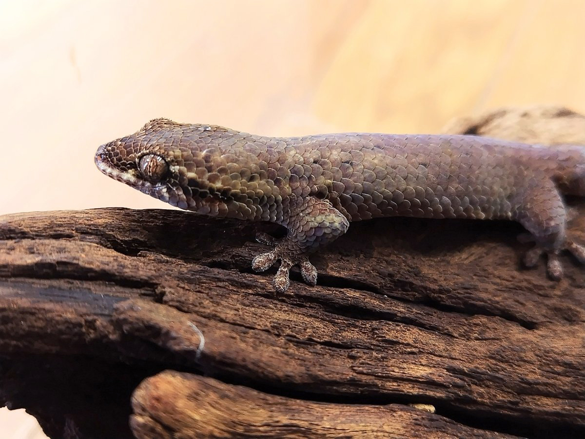 オオバクチヤモリ(5)