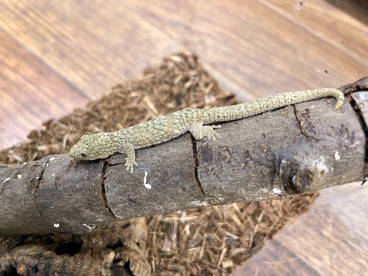 ヴェイヤールクチサケヤモリ(3)