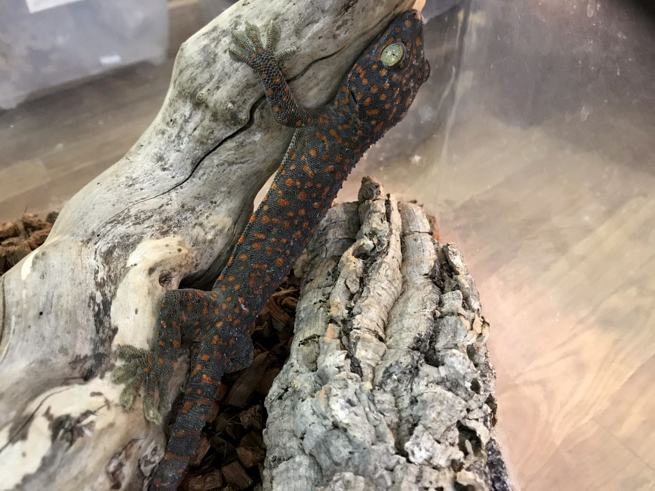 トッケイヤモリ(8)