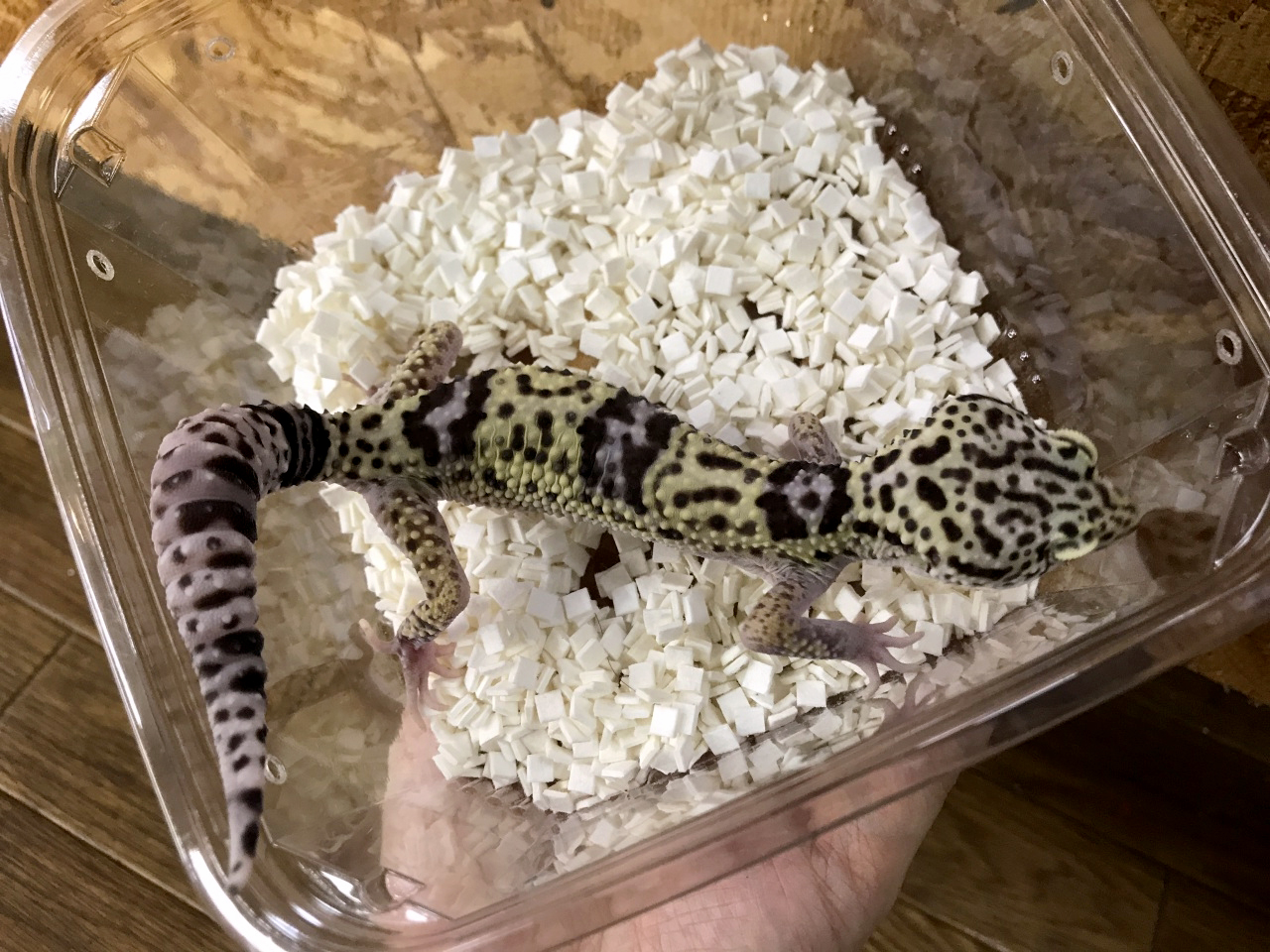 オバケトカゲモドキ(2)