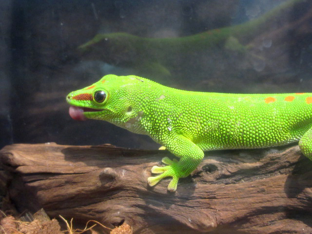 グランディスヒルヤモリ(11)