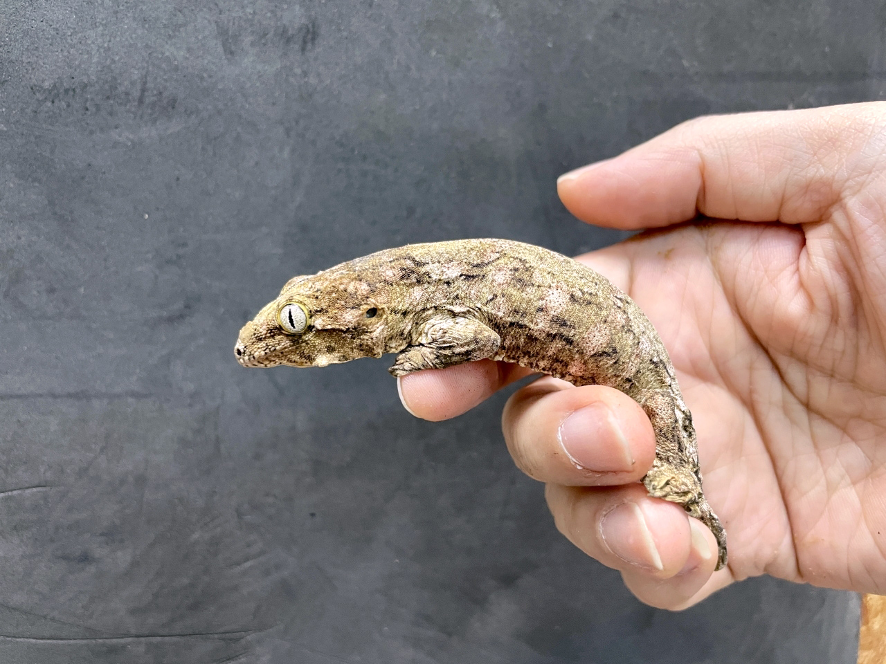 ニューカレドニアジャイアントゲッコー（ヘンケリ）(5)