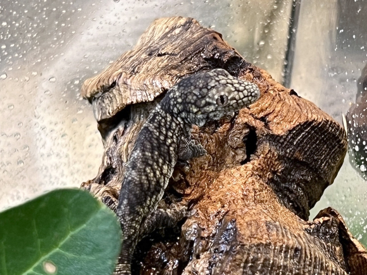 オキシデンタリスクチサケヤモリ(3)