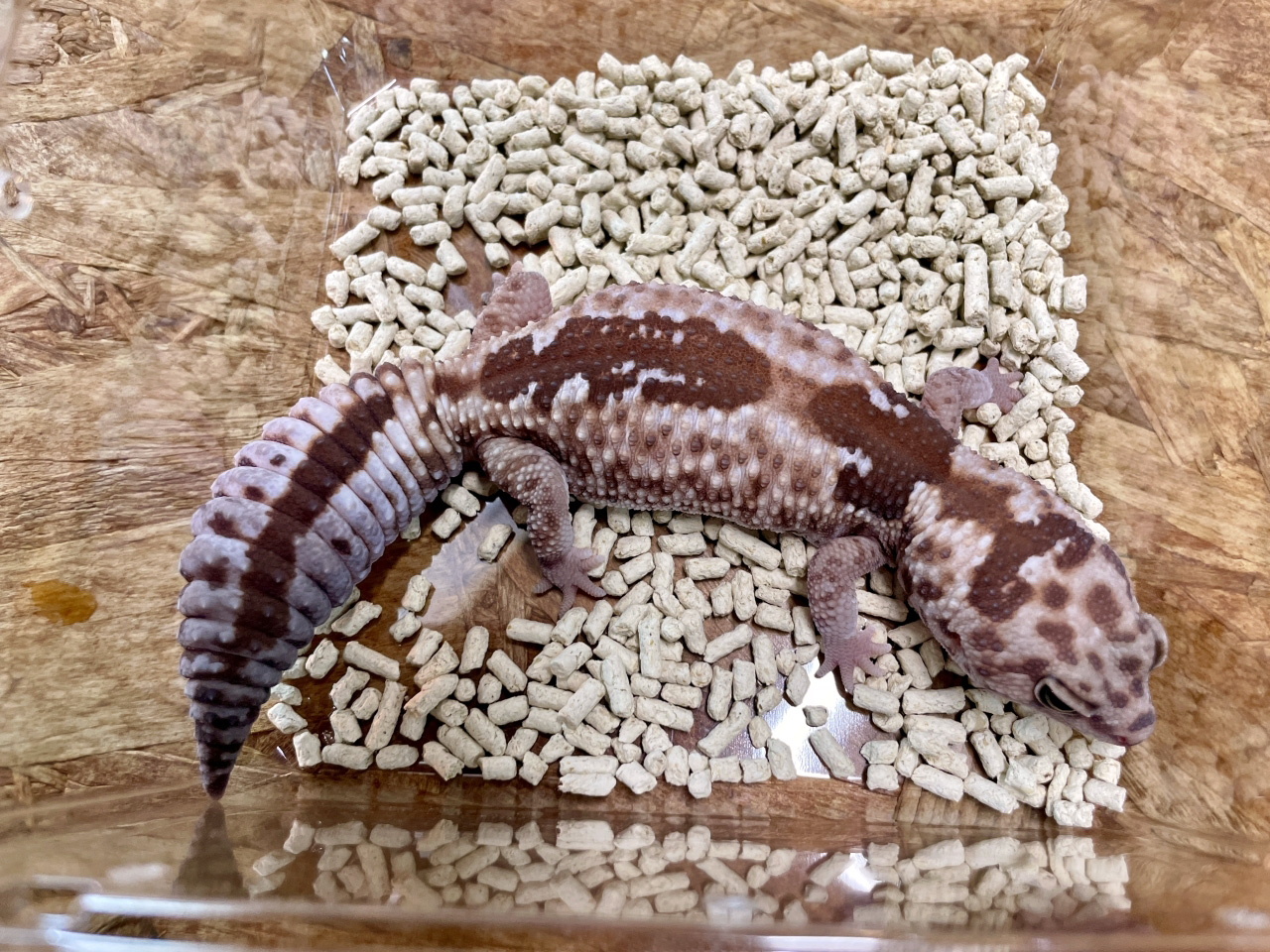 ニシアフリカトカゲモドキ(9)