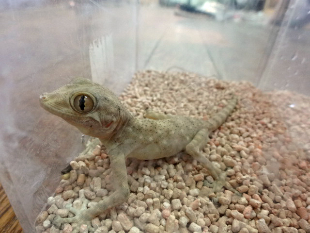 ゴマフウチワヤモリ(4)