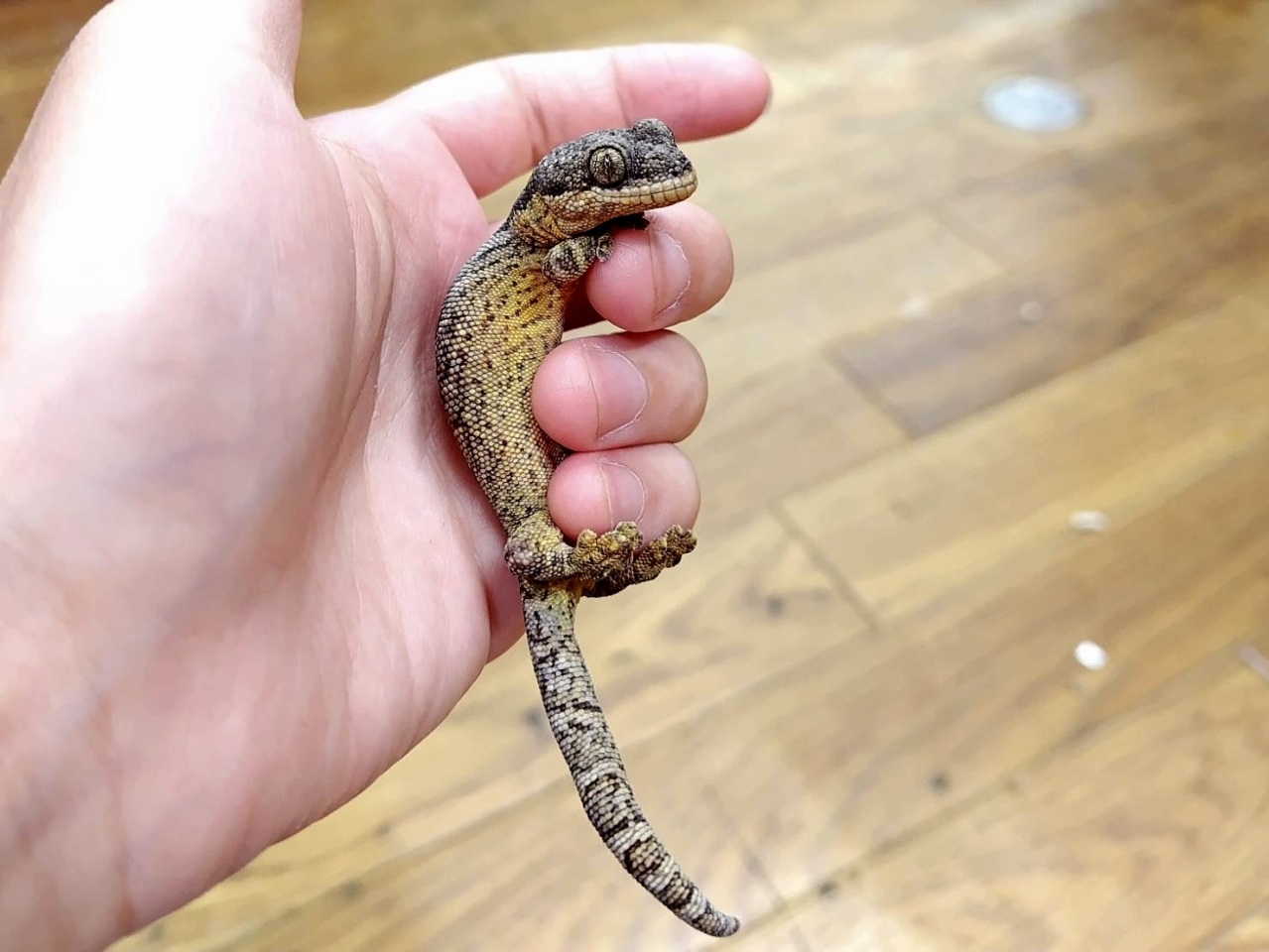 ヒガシアフリカネコツメヤモリ(6)