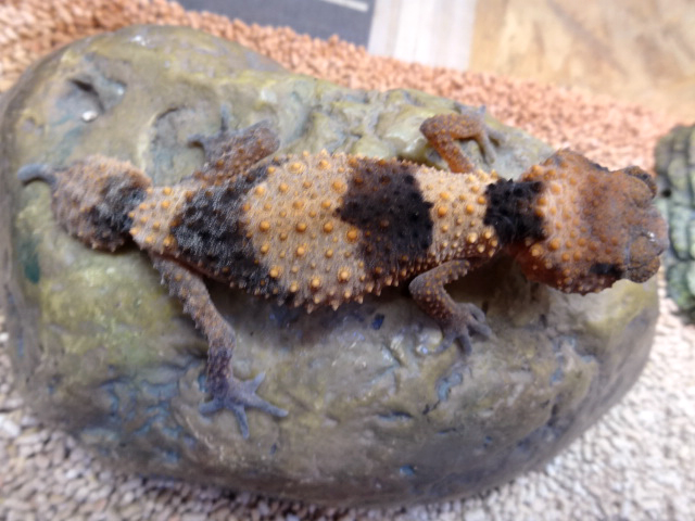 オビタマオヤモリ(7)