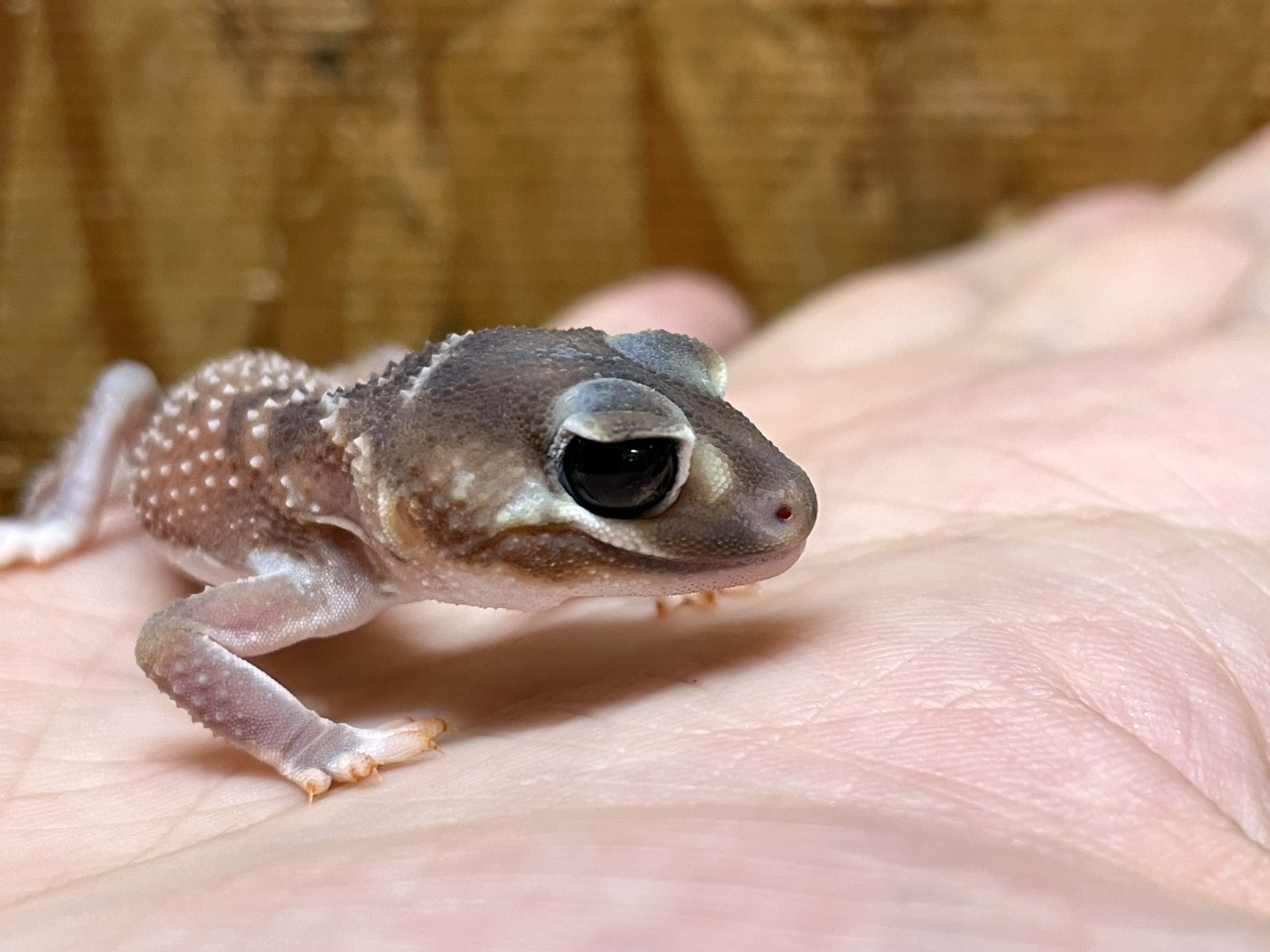 ナメハダタマオヤモリ(3)