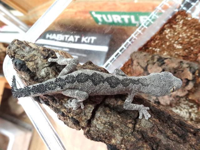 ヤワトゲイシヤモリ(1)