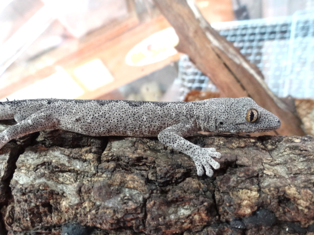 ヤワトゲイシヤモリ(2)