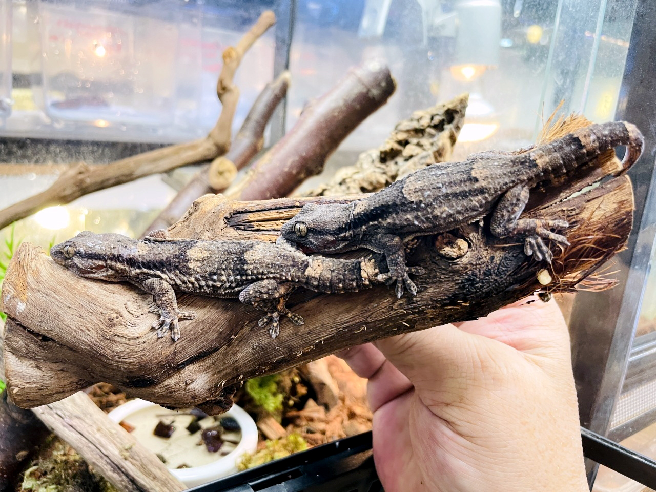 クラカケカベヤモリ(1)