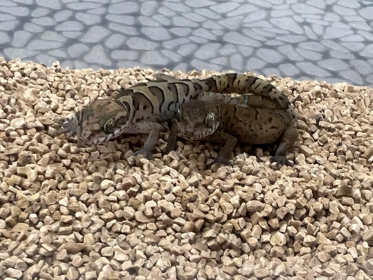 ゴールコンダアクマヤモリ(5)