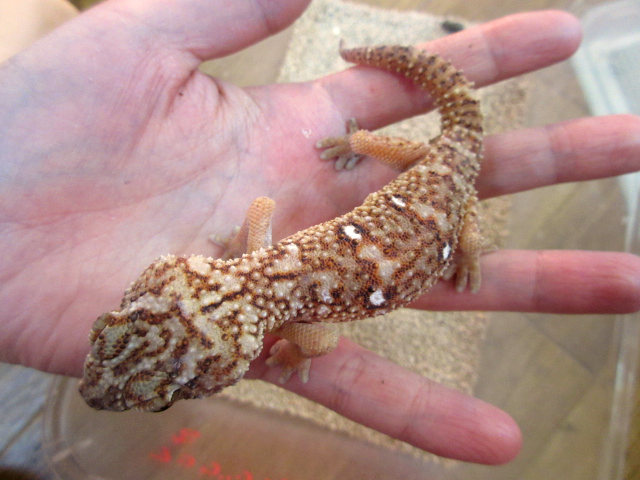 グローブヤモリ(4)