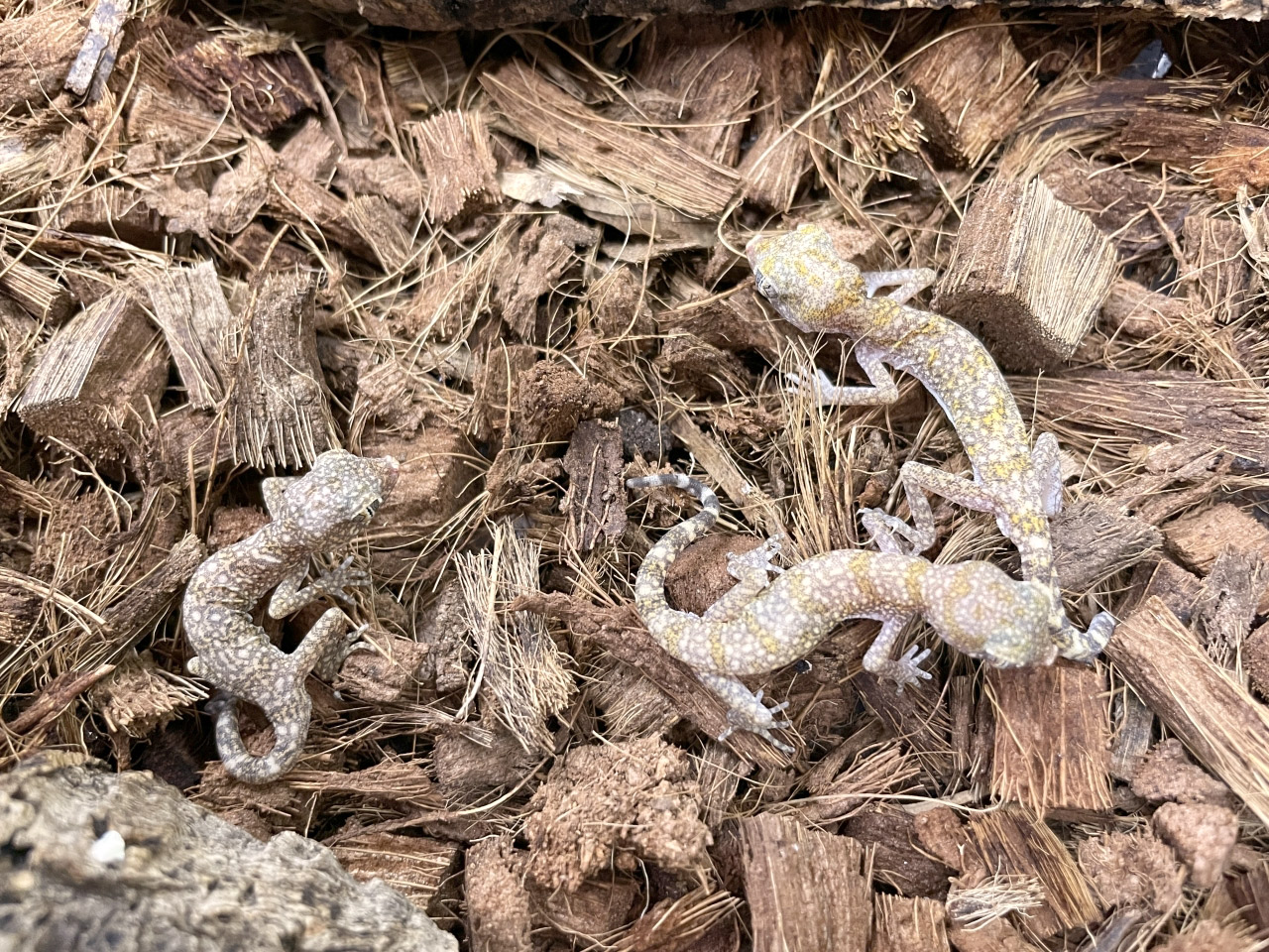 エレガンスボウユビヤモリ(7)