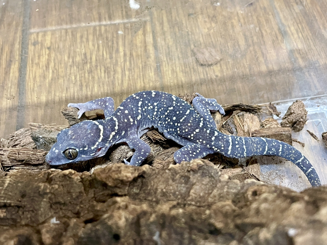 ヒロオビナキヤモリ(3)