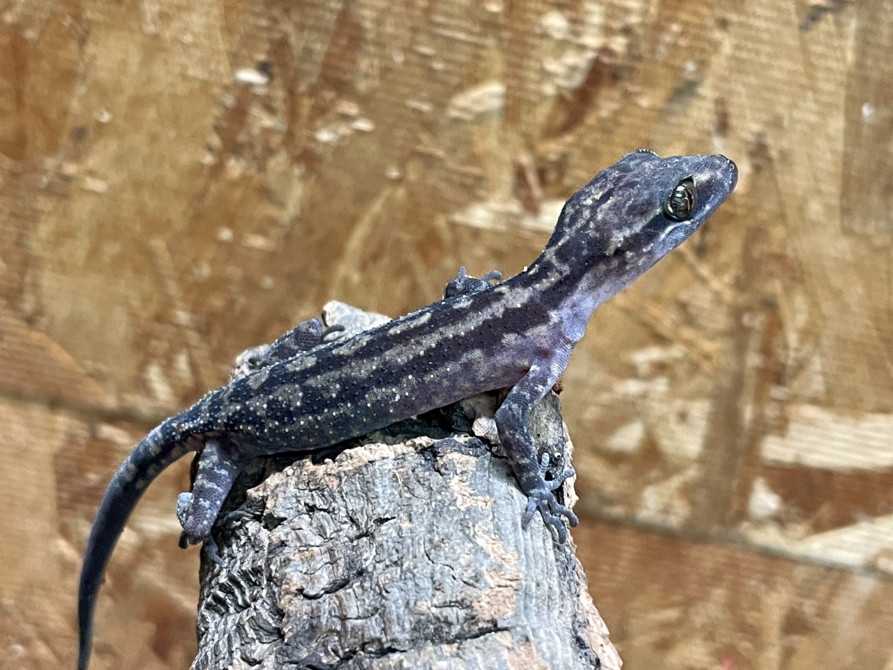 ヨスジホソユビヤモリ(1)