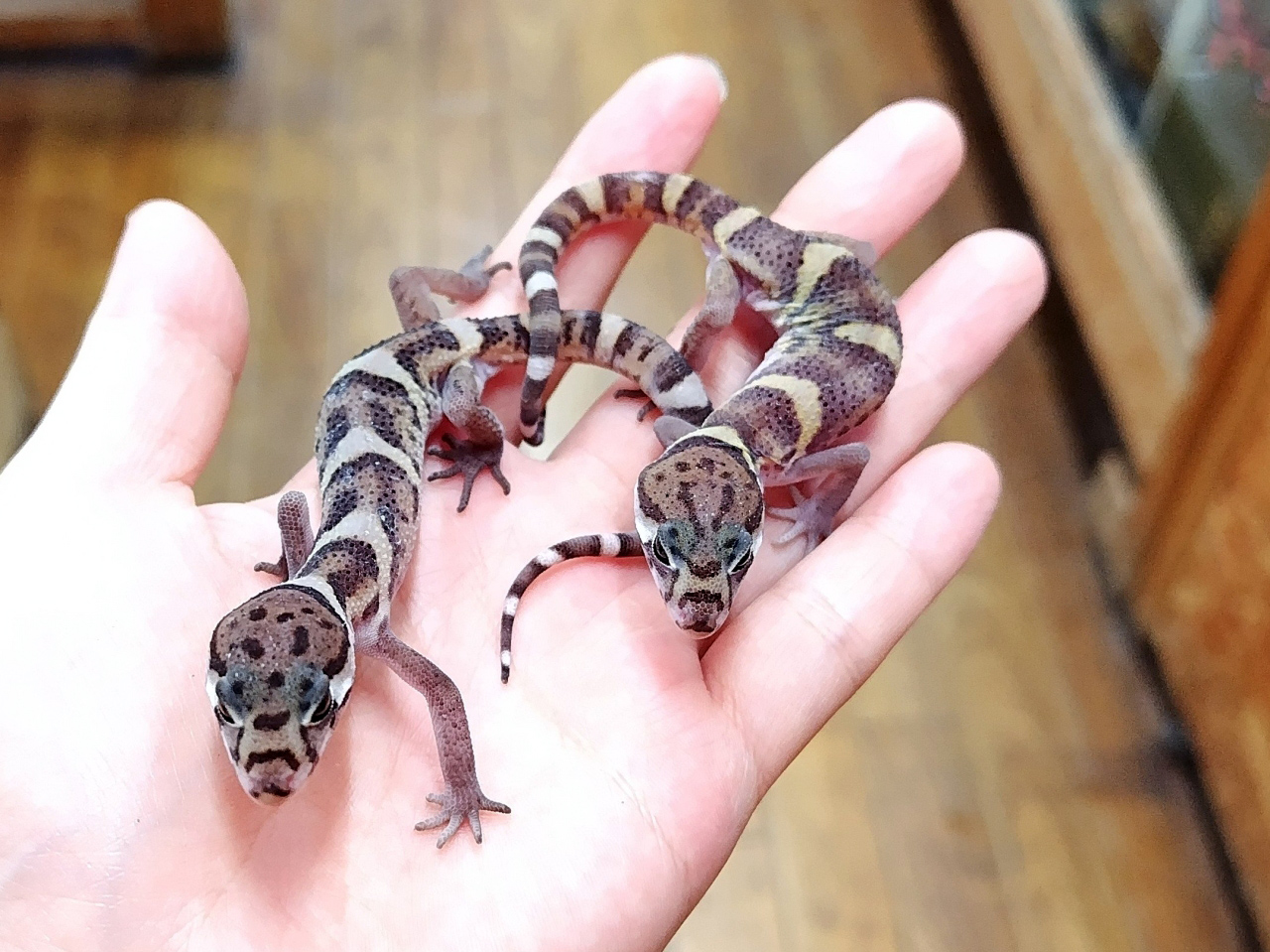 ボウシトカゲモドキ(11)