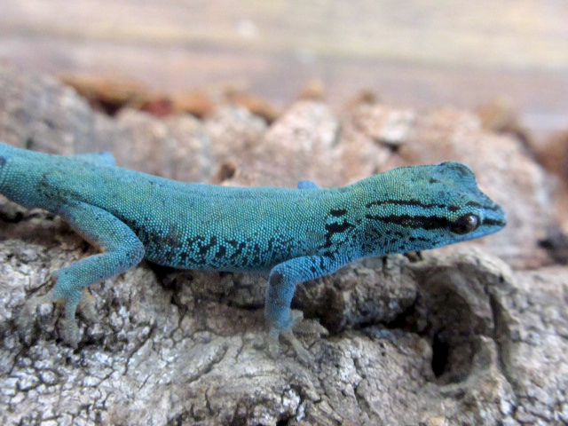 ブルーゲッコー(9)