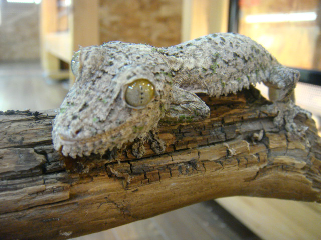 ヤマビタイヘラオヤモリ(1)