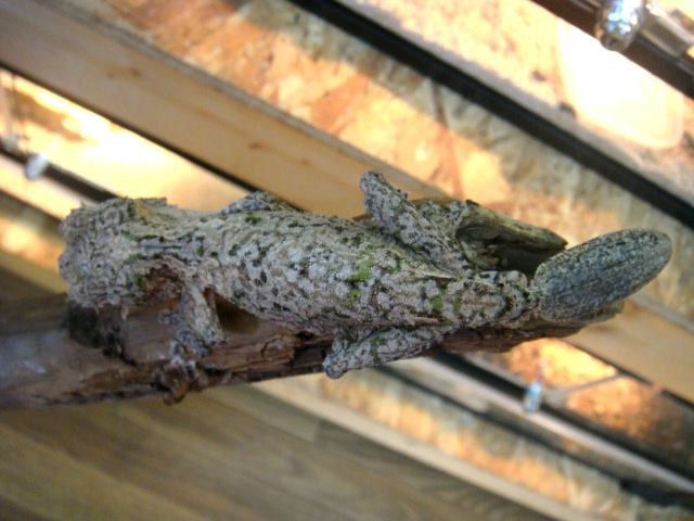 ヤマビタイヘラオヤモリ(2)