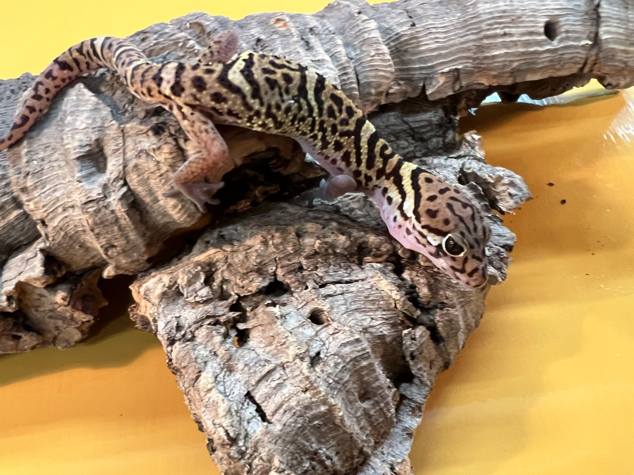 ボウシトカゲモドキ(6)