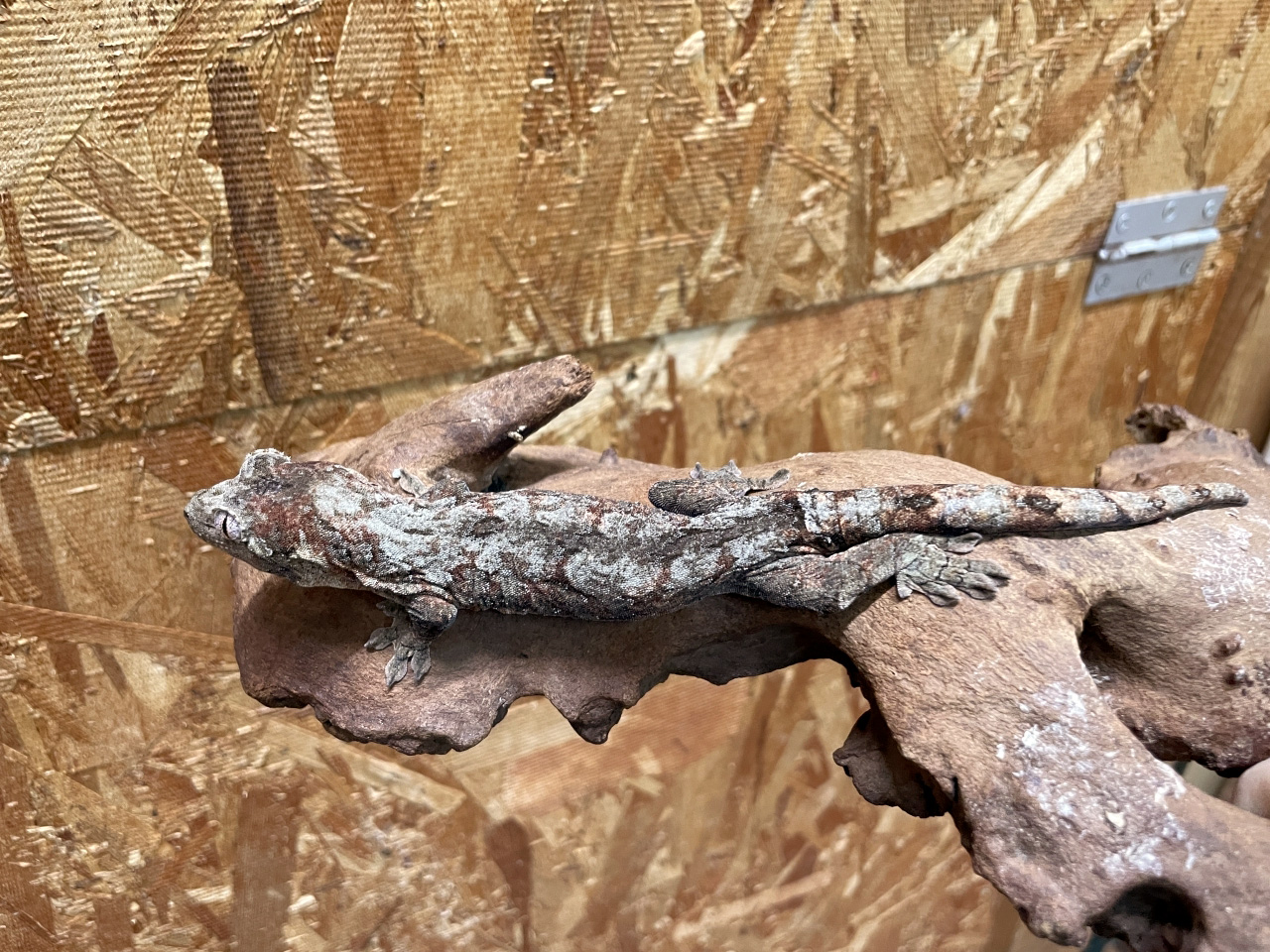 チャホアミカドヤモリ(4)