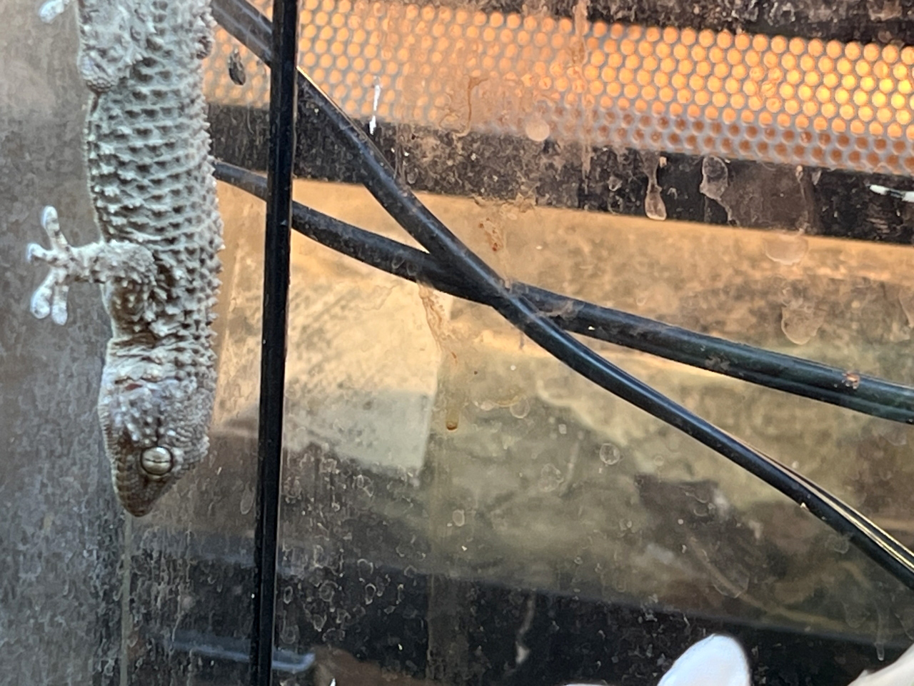 ムーアカベヤモリ(4)