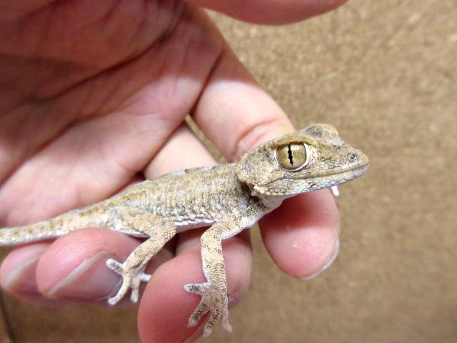 ヘルメットゲッコー(10)