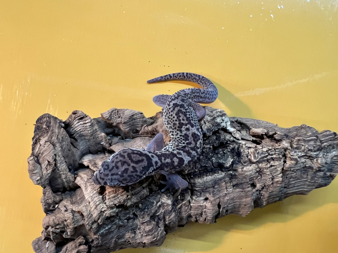 ボウシトカゲモドキ(4)