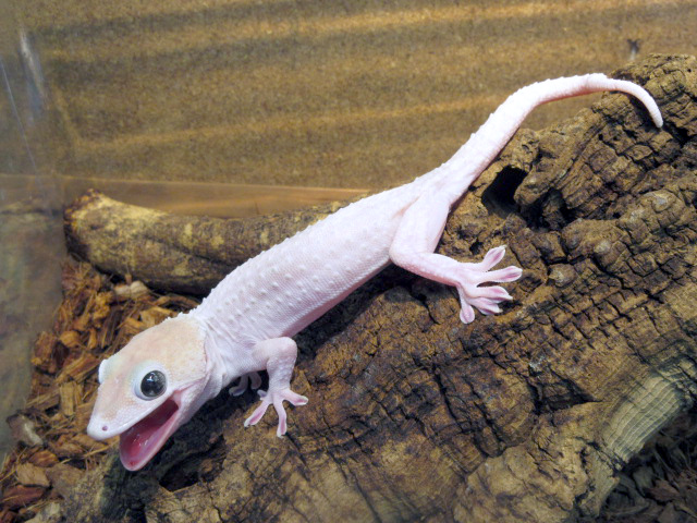 トッケイヤモリ(12)