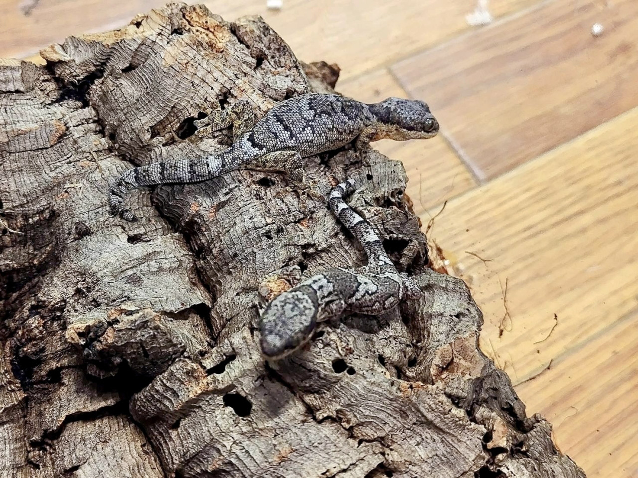 ヒガシアフリカネコツメヤモリ(4)