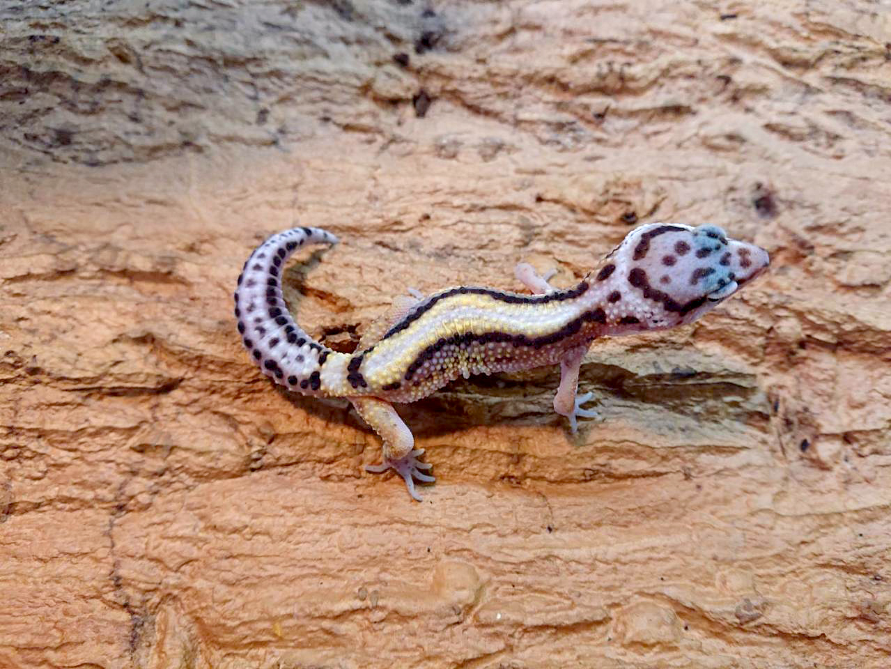 ヒョウモントカゲモドキ品種図鑑 = LEOPARD GECKO Morph B…