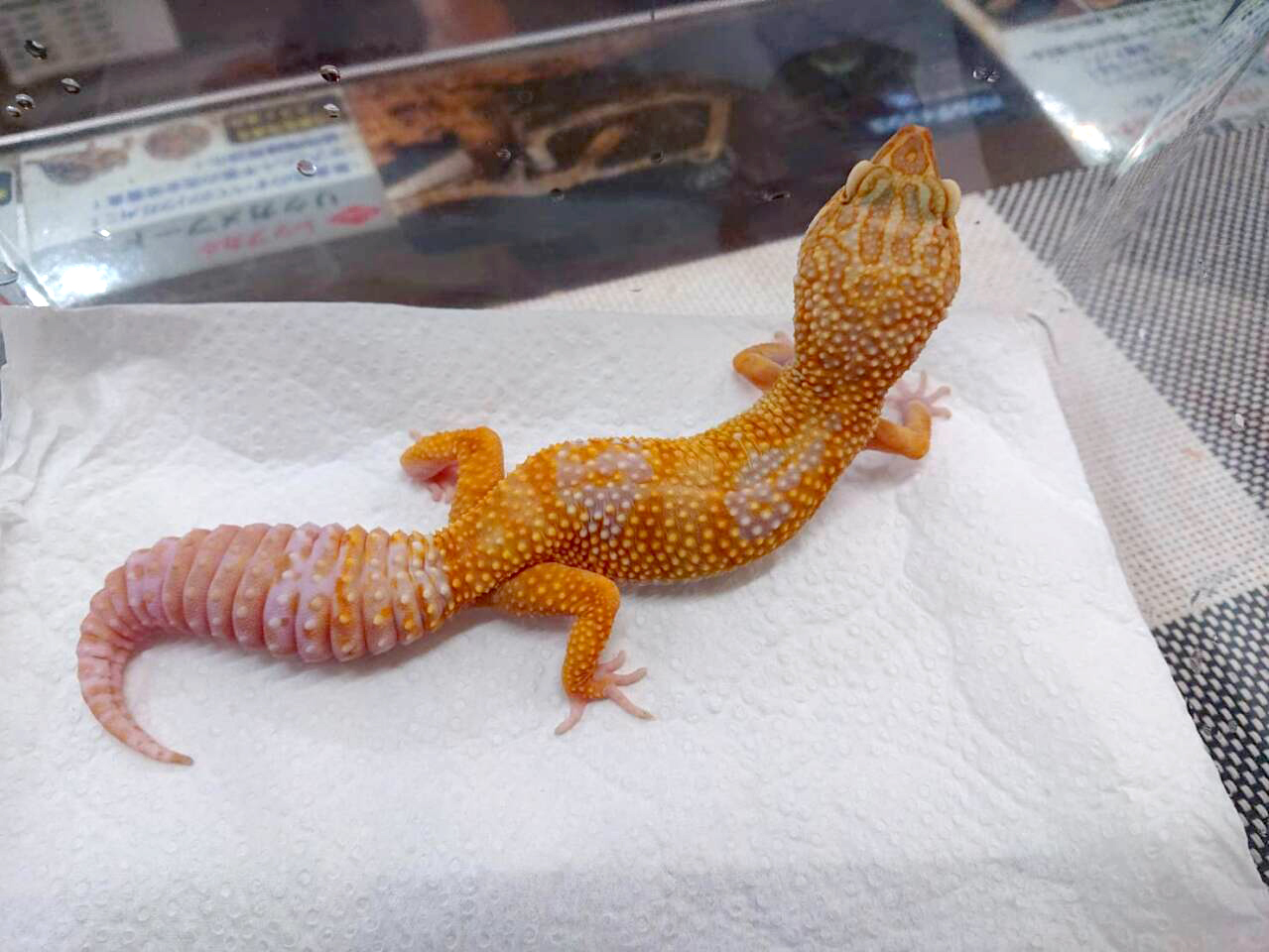 ヒョウモントカゲモドキ(9)