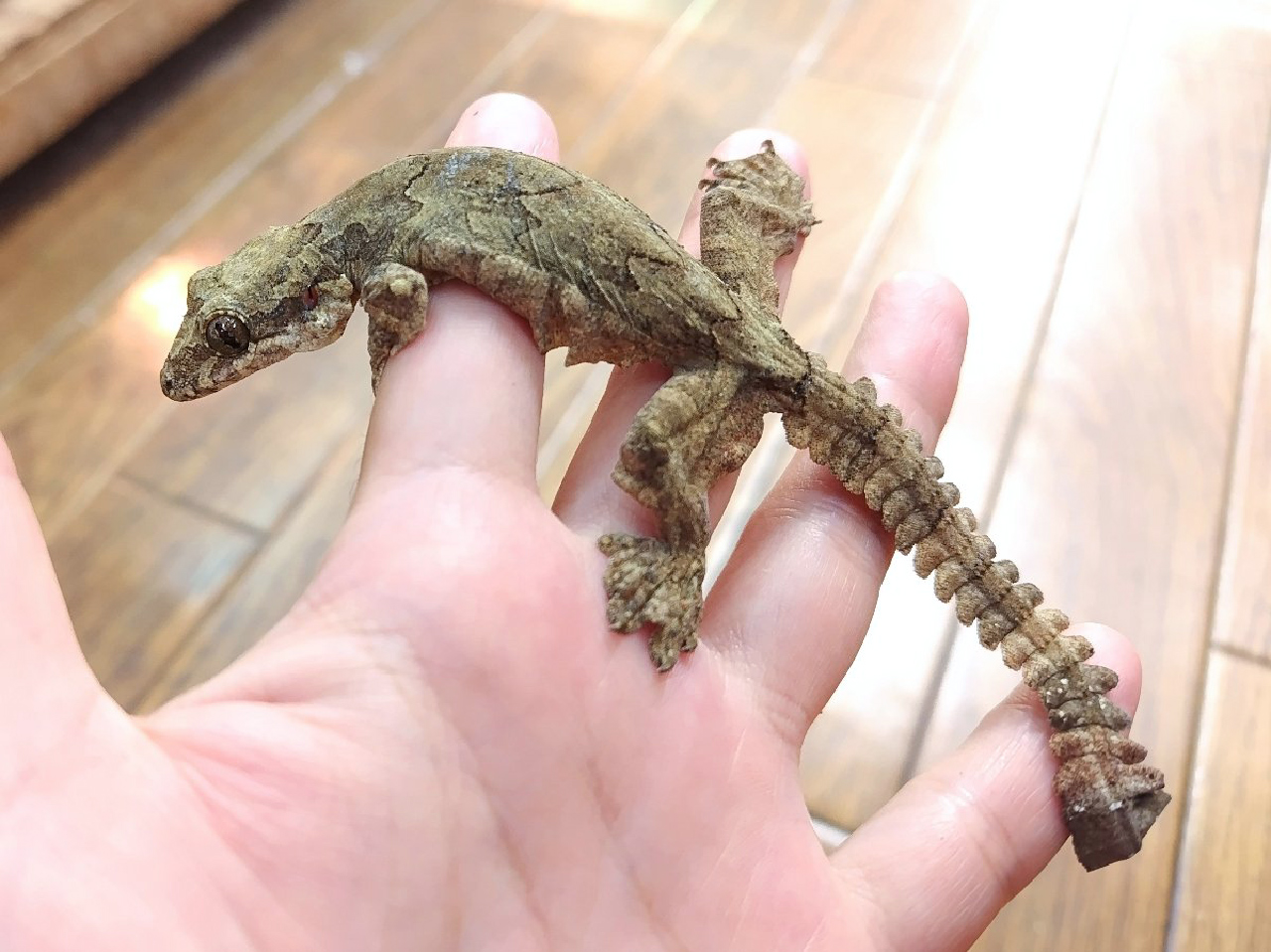 パラシュートゲッコー(1)