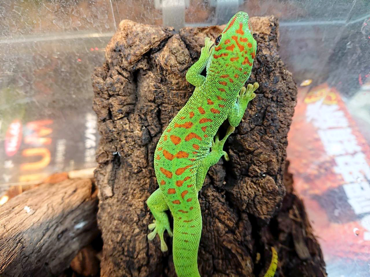 グランディスヒルヤモリ(1)