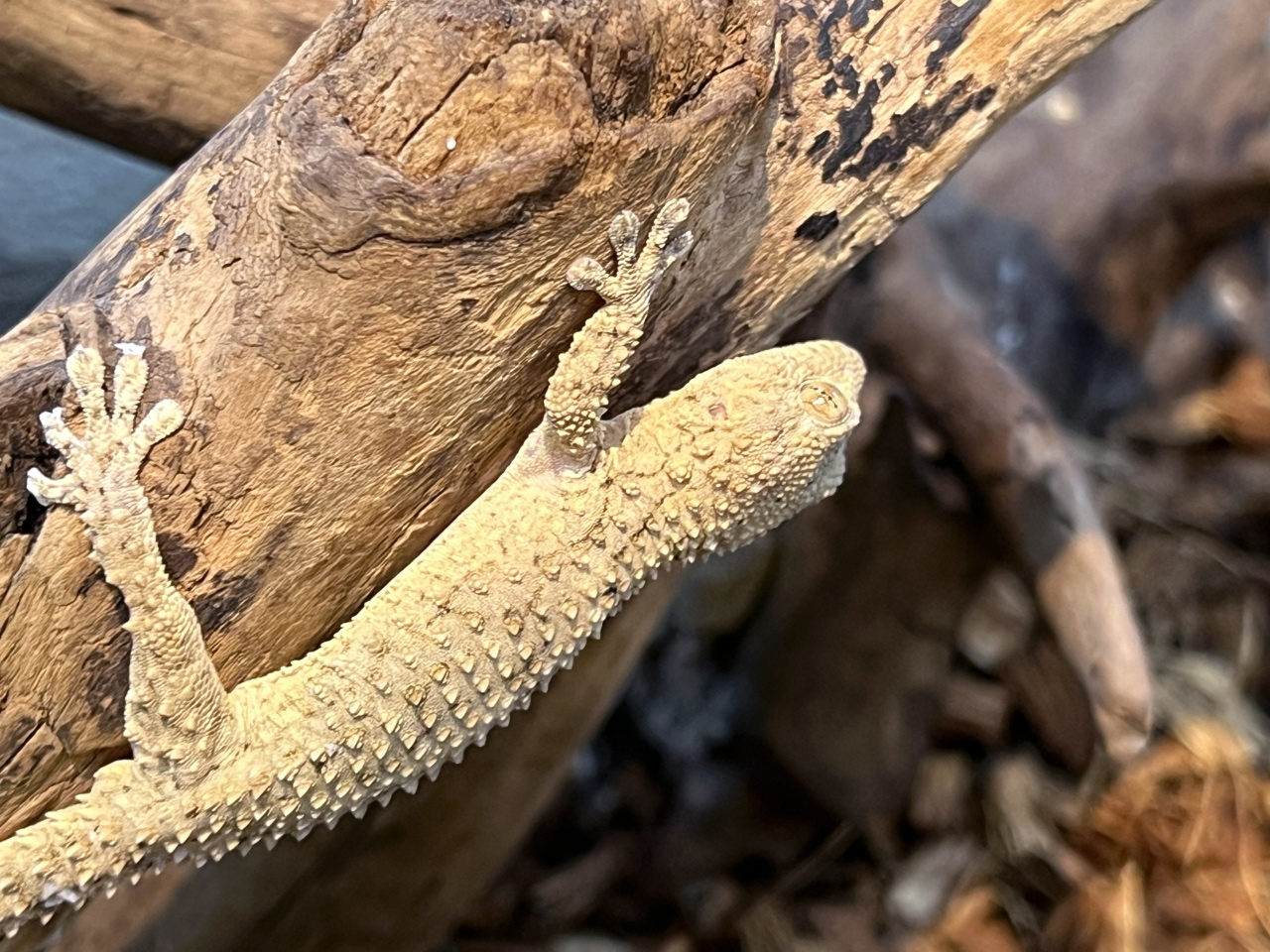 ムーアカベヤモリ(2)