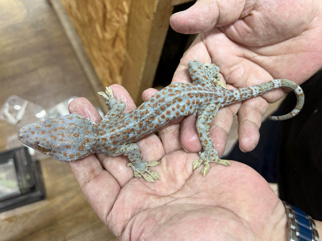 トッケイヤモリ(7)