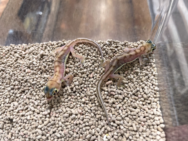 ミズカキヤモリ