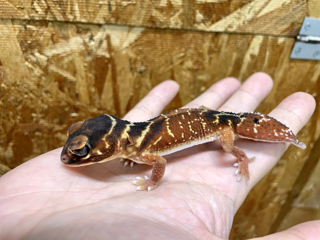 ナメハダタマオヤモリ(6)