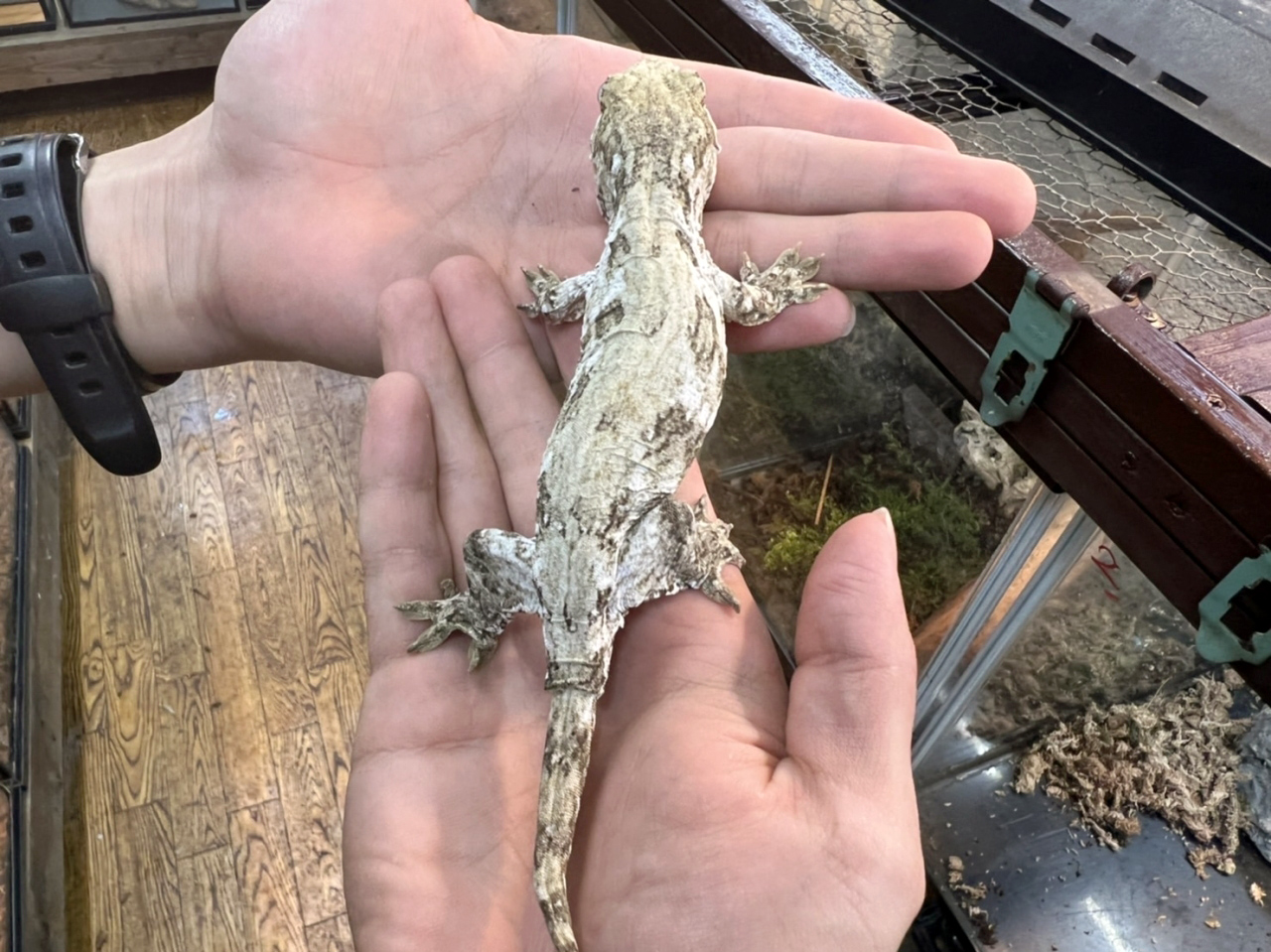 ニューカレドニアジャイアントゲッコー（グランテラ）(10)