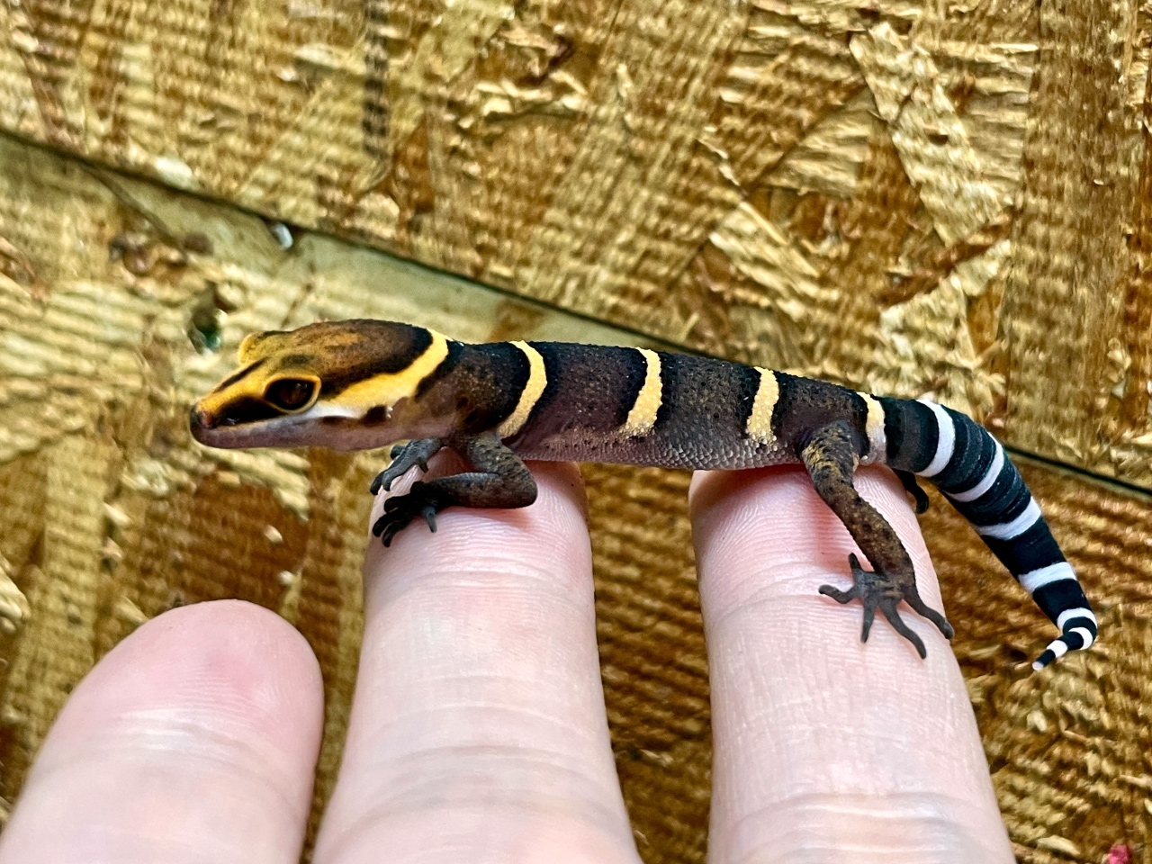 バワンリントカゲモドキ(2)