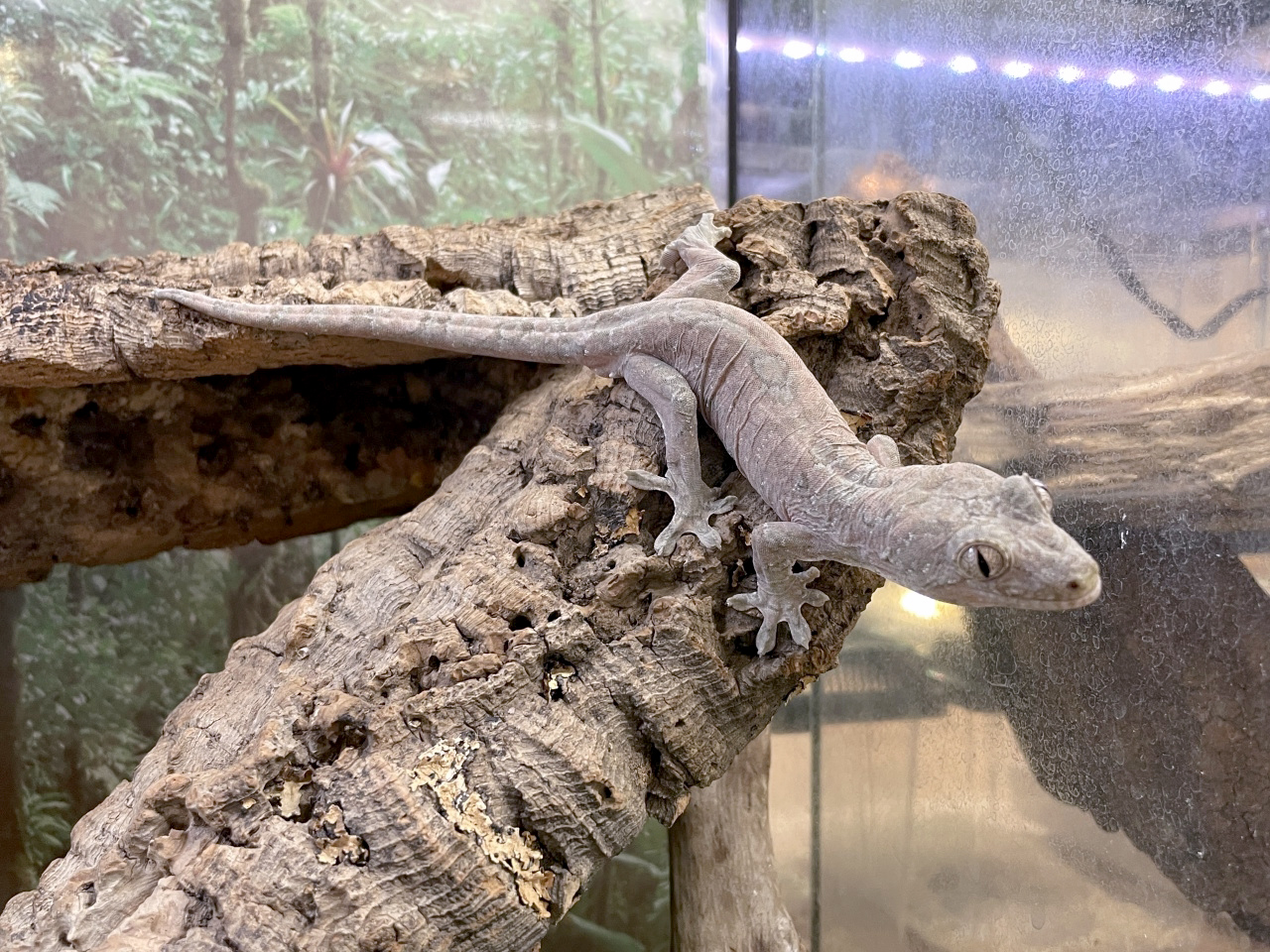 チャホアミカドヤモリ(10)