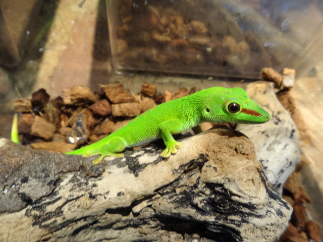 グランディスヒルヤモリ(8)